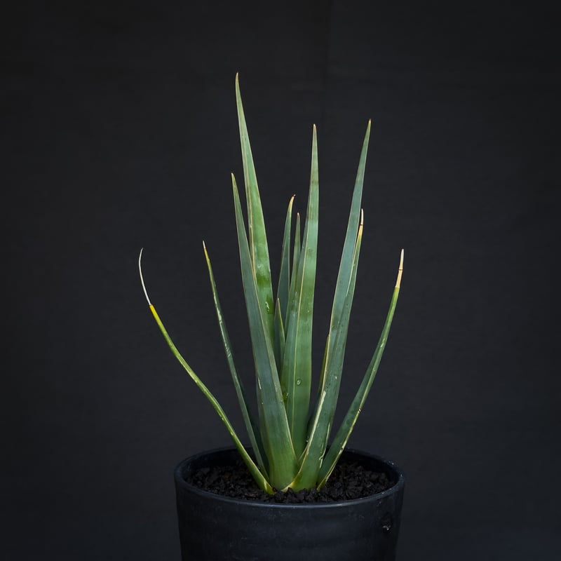 Dracaena cinnabari / ドラセナ シナバリ 【発根済】 | GREEN MO