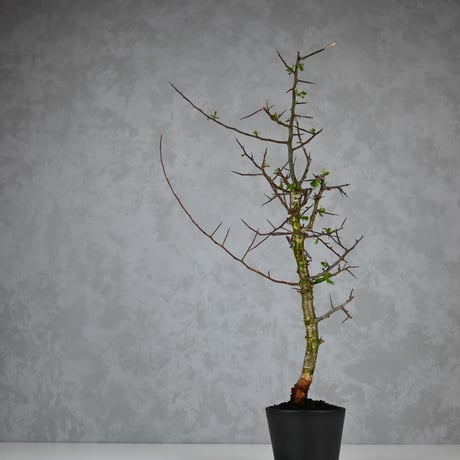 Commiphora myrrha / コミフォラ ミルラ 【微発根】