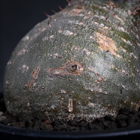 Pachypodium rosulatum var. gracilius / パキポディウム グラキリス 【発根済】