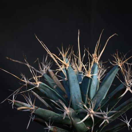 Leuchtenbergia principis / レウクテンベルギア プリンキピス 晃山 【発根済】