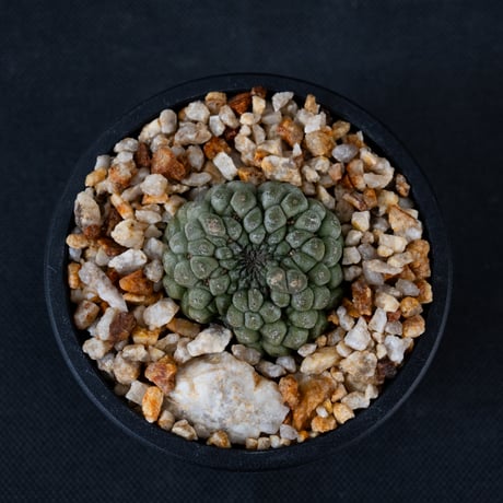 Larryleachia cactiformis / ラリレアキア カクティフォルメ 仏頭玉【発根済】