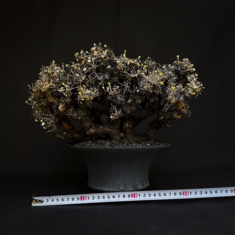 Othonna euphorbioides / オトンナ ユーフォルビオイデス (微発根)
