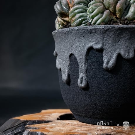 Lophophora williamsii var. cristate / ロフォフォラ ウィリアムシー 鳥羽玉 綴化 【実根】+ 灰黒垂れ