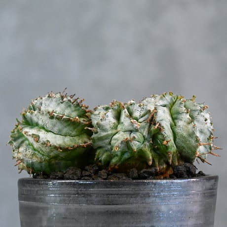 Euphorbia horrida f. monstrosa cristata / ユーフォルビア ホリダ 石化 綴化 (クリスタータ)【実生】+ 信楽焼