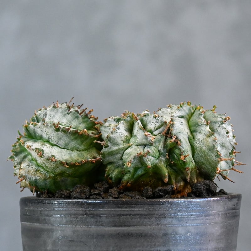 Euphorbia horrida f. monstrosa cristata / ユーフォル