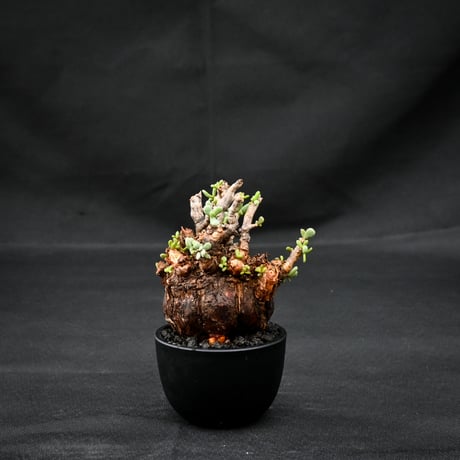 Ceraria pygmaea / ケラリア ピグマエア 【発根済】 [雌雄未判別]
