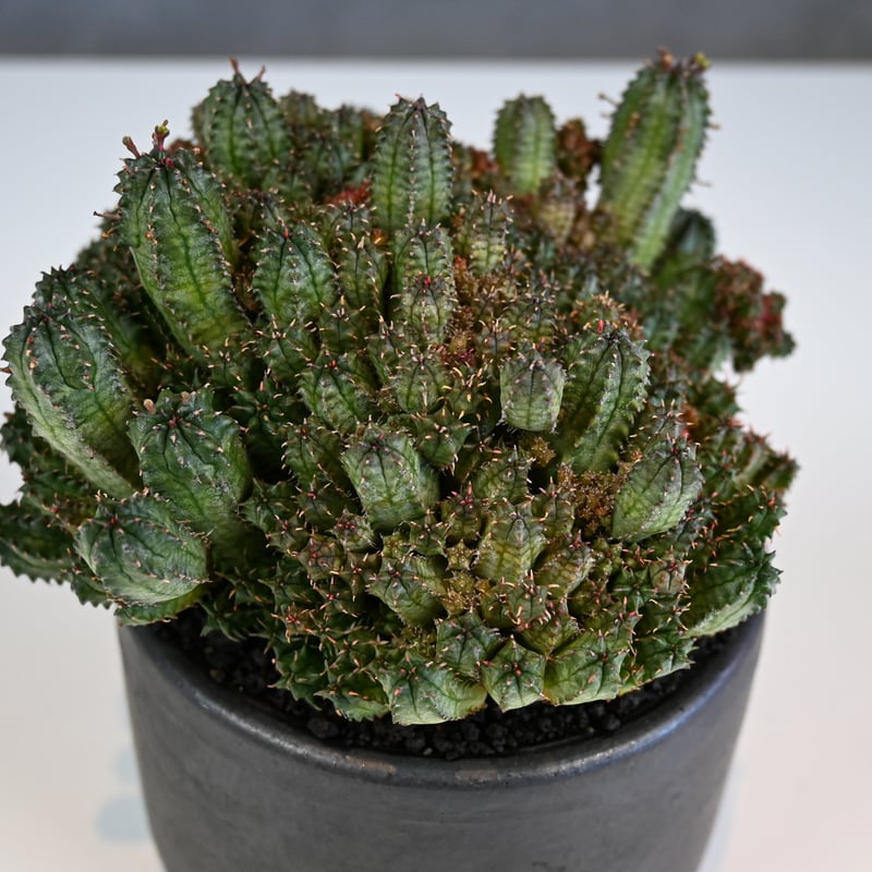 Euphorbia horrida f.monstrosa ' varietas ' / ユー