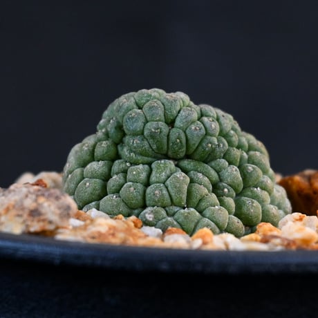 Larryleachia cactiformis / ラリレアキア カクティフォルメ 仏頭玉【発根済】
