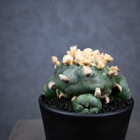 Lophophora diffusa / ロフォフォラ ディフューサ 翠冠玉