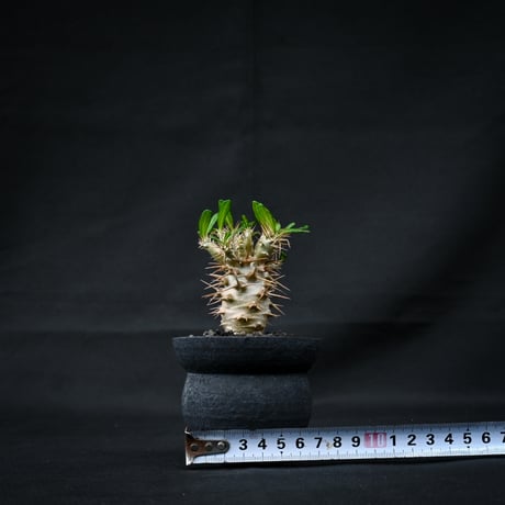 Pachypodium ambongense / パキポディウム アンボンゲンセ 【実生】 + 信楽焼