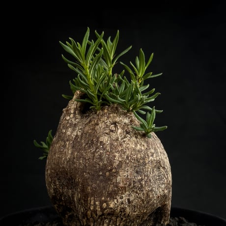 【Premium Line】Pachypodium bispinosum / パキポディウム  ビスピノーサム 【微発根】+ 黒鉄【KUROGANE】