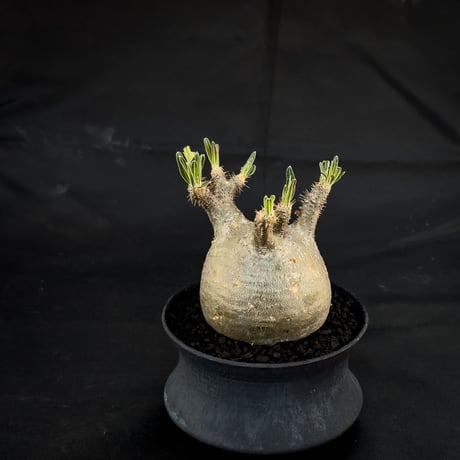 【Premium Line】 Pachypodium rosulatum var. gracilius / パキポディウム グラキリス 【微発根】+ 黒鉄【KUROGANE】