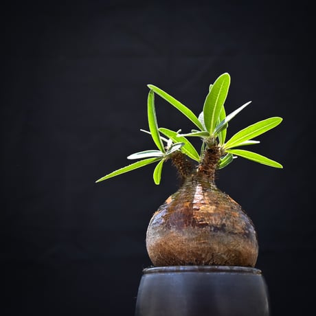 【Premium Line】 Pachypodium rosulatum var. gracilius / パキポディウム グラキリス 【発根済】 + Vintage 【後藤 瑞葉】