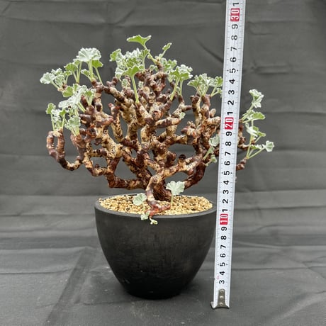 Pelargonium mirabile / ペラルゴニウム ミラビレ (微発根)