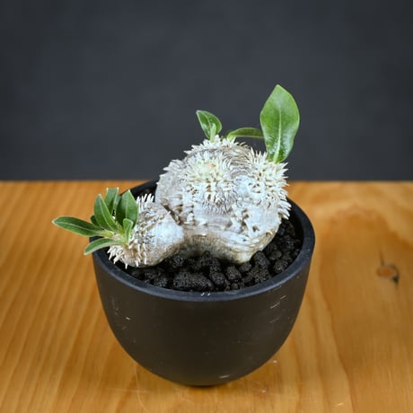 Pachypodium ' Densicaule ' / パキポディウム デンシカウレ 恵比寿大黒 (恵比須大黒)【実生】