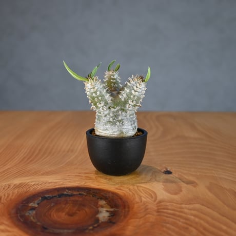 Pachypodium ' Densicaule ' / パキポディウム デンシカウレ 恵比寿大黒 (恵比須大黒)【微発根】