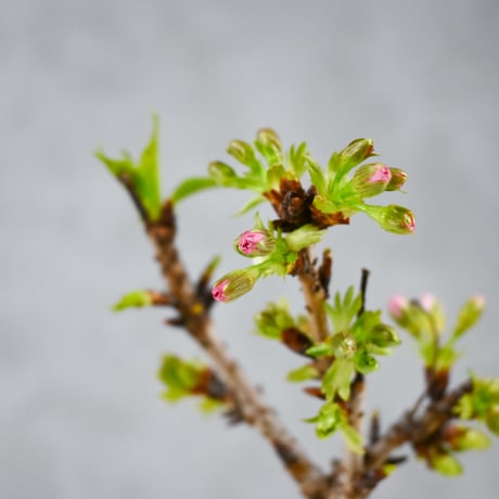 【桜盆栽】 Cerasus serrulata 'Asahiyama' / サクラ '旭山' (朝日山) / アサヒヤマ + 信楽焼