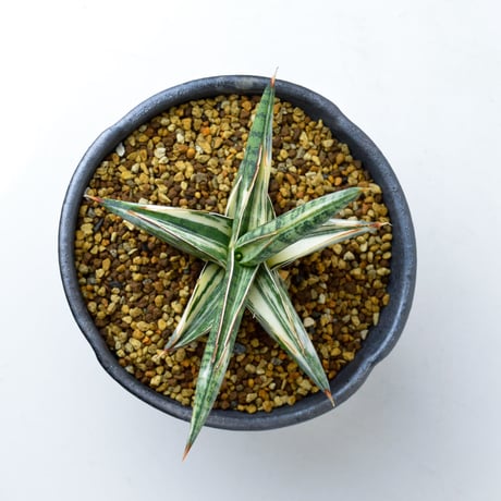 【PL】Sansevieria lav. 1970 Blue Clone variegated / サンセベリア ラブラノス 1970 ブルークローン 斑入り + 信楽焼 (発根済) (サンスベリア)