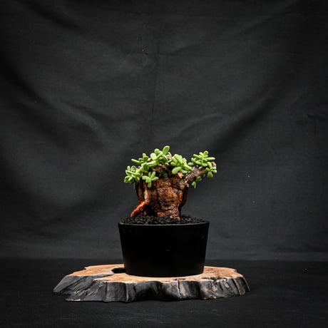 Ceraria pygmaea / ケラリア ピグマエア 【発根済】 [雌雄未判別]