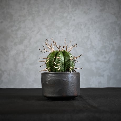 Euphorbia meloformis spp. Super Valida / ユーフォルビア スーパーバリダ 【雌株】【高木実生】 + 信楽焼