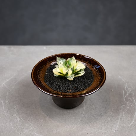 Haworthia 'Juliana' ( 'Mirrorball' X cooperi var. truncata variegated ) / ハオルチア ジュリアナ + 信楽焼