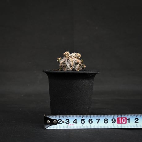 Astrophytum myriostigma f. monstrosa / アストロフィツム 子吹き鸞鳳玉 石化 (モンストローサ) (ランポー)【カキ仔】【自根】