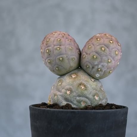 Tephrocactus geometricus / テフロカクタス ゲオメトリクス 大玉 【自根】