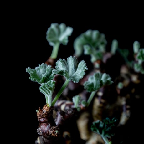 Pelargonium mirabile / ペラルゴニウム ミラビレ (微発根)