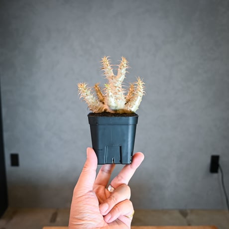Pachypodium makayense  / パキポディウム マカイエンセ 【微発根】