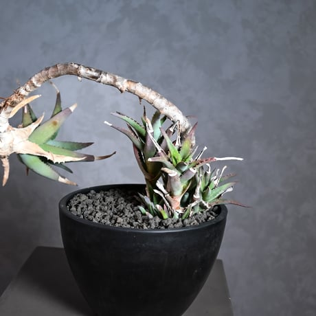 Aloe arborescens Mill. / アロエ アルボレセンス キダチアロエ (木立アロエ)【発根済】
