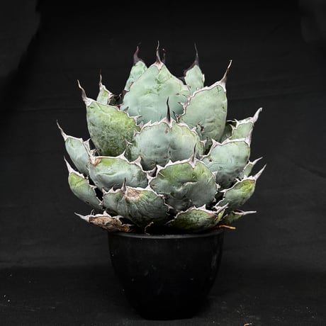 【XLサイズ】 Agave titanota ' Black and Blue ' / アガベ チタノタ ブラックアンドブルー (ブルーボール) (ベアルート)