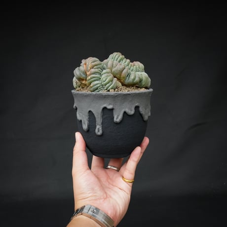 Lophophora williamsii var. cristate / ロフォフォラ ウィリアムシー 鳥羽玉 綴化 【実根】+ 灰黒垂れ