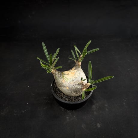 Pachypodium rosulatum var. gracilius / パキポディウム グラキリス 【微発根】