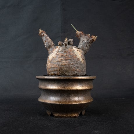 CATEGORY パキポディウム | GREEN MONSTERS