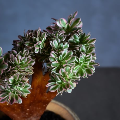 Aeonium arboreum f. variegated 'Pink Witch' f. cristata / アエオニウム 錦 'ピンクウィッチ' クリスタータ (綴化) 【自根】+ 信楽焼鉢