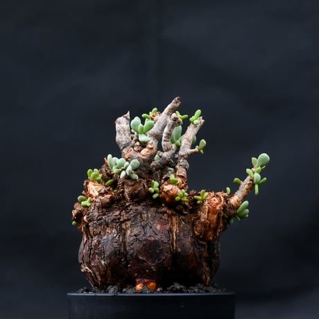 Ceraria pygmaea / ケラリア ピグマエア 【発根済】 [雌雄未判別]