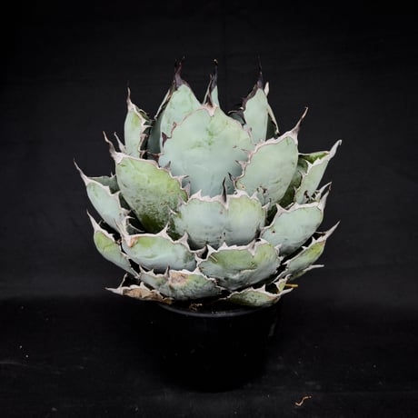 【XLサイズ】 Agave titanota ' Black and Blue ' / アガベ チタノタ ブラックアンドブルー (ブルーボール) (ベアルート)