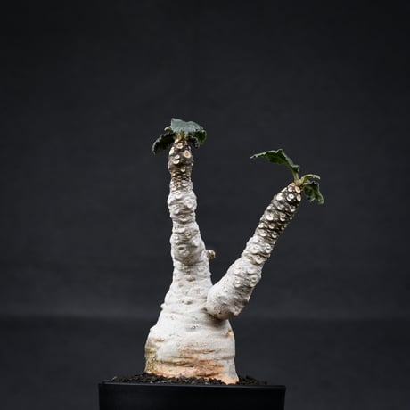 Dorstenia foetida / ドルステニア フォエチダ 【微発根】