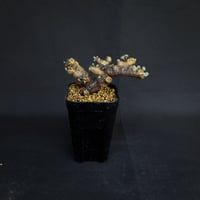 Monsonia multifida  (Sarcocaulon multifidum) / モンソニア ムルチフィダ (サルコカウロン ムルチフィズム)[微発根]