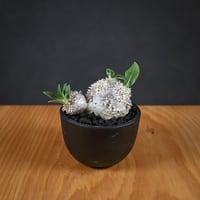 Pachypodium ' Densicaule ' / パキポディウム デンシカウレ 恵比寿大黒 (恵比須大黒)【実生】