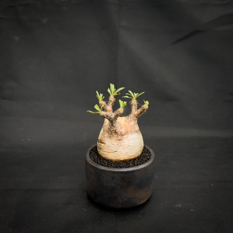 【Premium Line】 Pachypodium rosulatum var. gracilius / パキポディウム グラキリス 【微発根】+ 信楽焼