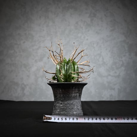 Euphorbia meloformis spp. Super Valida / ユーフォルビア スーパーバリダ 【雄株】【高木実生】 + 信楽焼