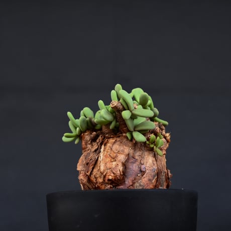 Ceraria pygmaea / ケラリア ピグマエア 【発根済】 [雌雄未判別]