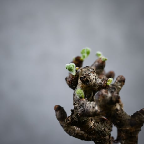 Pelargonium mirabile / ペラルゴニウム ミラビレ 【枝挿】【微発根】