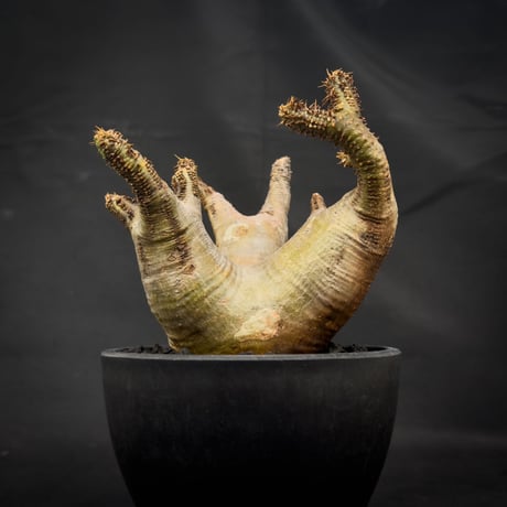 Pachypodium rosulatum var. makayense  / パキポディウム マカイエンセ 【微発根】