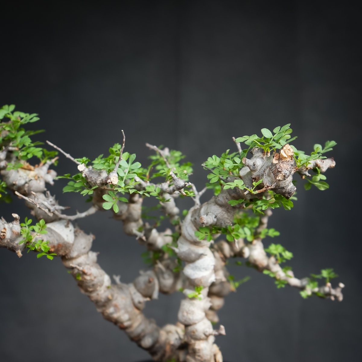 Commiphora sp. somalia eyl / コミフォラ エイル (微発根) | ...