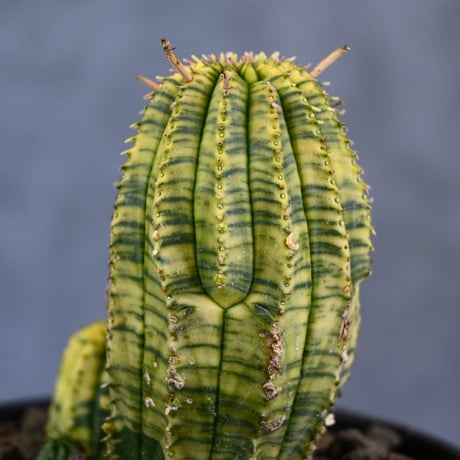 Euphorbia obesa hyb ’ Bonten ’ variegated / ユーフォルビア オベサ 丹天 錦 斑入り 【発根済】