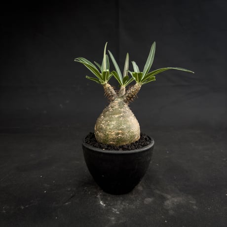 Pachypodium rosulatum var. gracilius / パキポディウム グラキリス 【微発根】