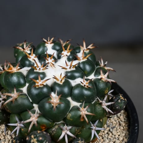 Coryphantha elephantidens / コリファンタ 短刺象牙丸 仔吹き