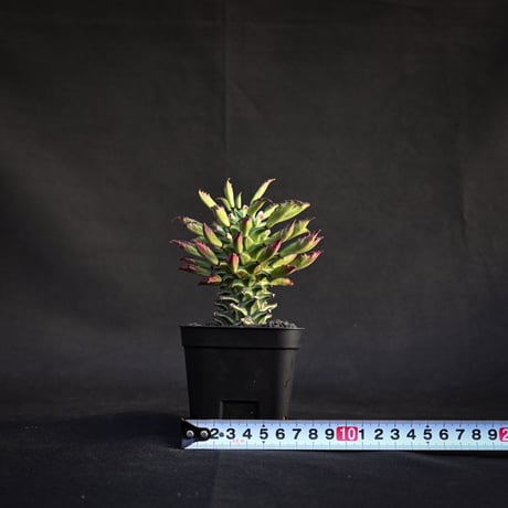 Monadenium schubei  / モナデニウム シューベイ 【発根済】